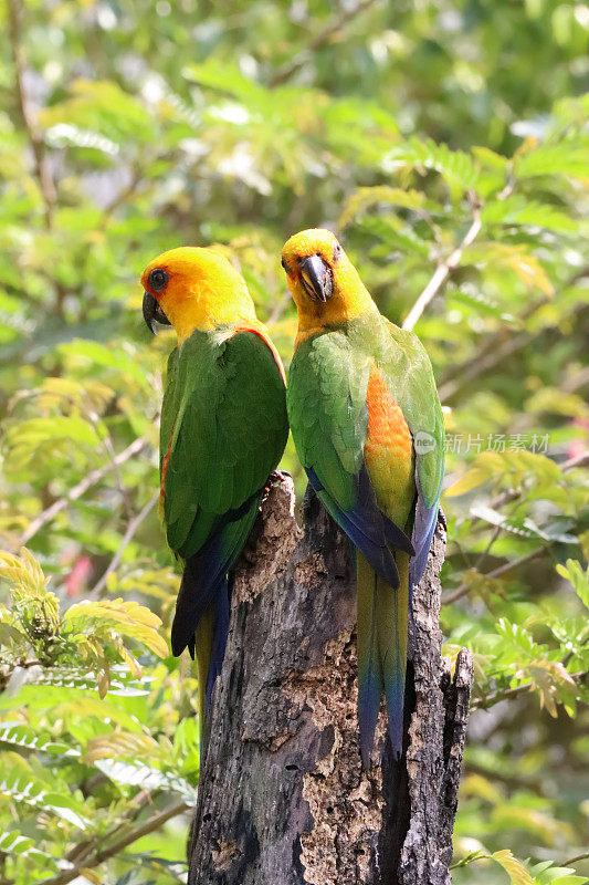 一对太阳conure (Aratinga solstitialis)的特写图像，鹦鹉栖息在树桩在阳光下，重点在前景